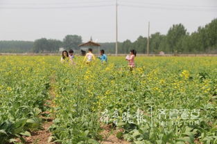 即墨移風(fēng)上百畝油菜花盛開,生態(tài)旅游小鎮(zhèn)藍圖初現(xiàn)