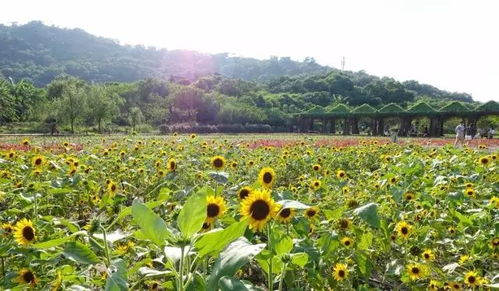 辦辦贈票啦丨丹櫻生態(tài)園 榮獲廣東農(nóng)業(yè)公園評比全省第一的休閑度假好去處