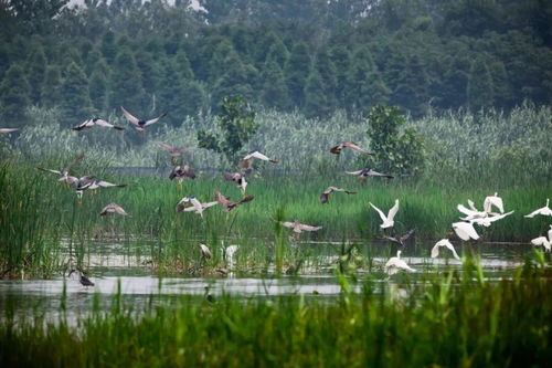 五一休閑游 濕地 田園 美食 3條康養(yǎng)精品線路送上
