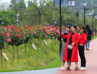 黃山祁門(mén)縣: &ldquo;十里茶鄉(xiāng)&rdquo;花開(kāi)正艷