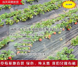 南陽(yáng)草莓園 大山生態(tài)園過(guò)年吃草莓 南陽(yáng)草莓園草莓苗