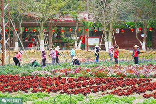 確保群眾祥和歡樂(lè)年 區(qū)領(lǐng)導(dǎo)赴九龍?zhí)渡鷳B(tài)園開(kāi)展安全與環(huán)境檢查